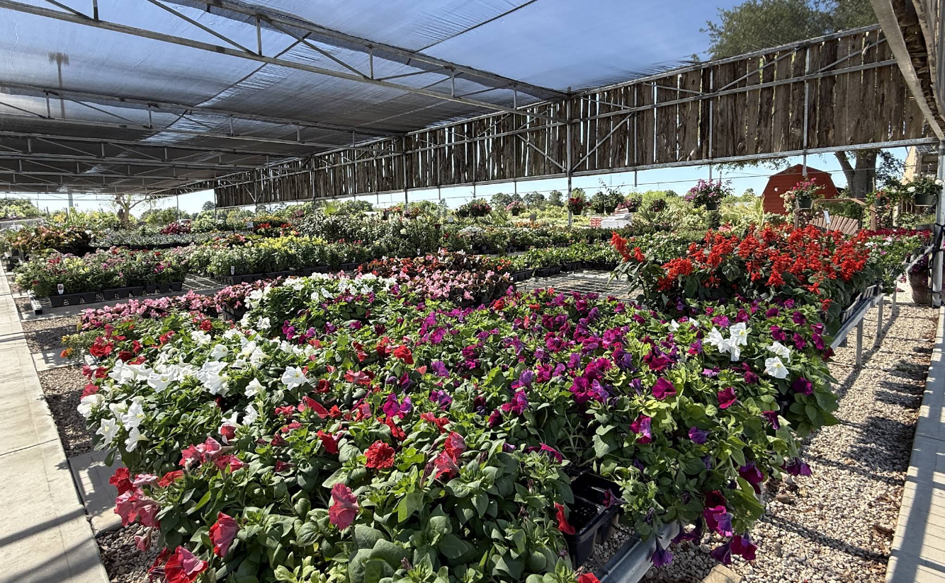 Rows of potted plants under shade cloth at the nursery